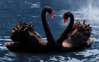 黑天鹅最新爆料视频大全,揭秘不为人知的幕后真相